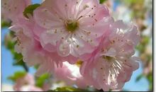 春天的遐想_750字