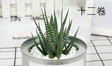 “迷你”仙人掌_500字