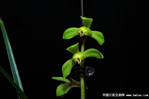 七个小颜色云_250字