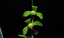 七朵小彩云_250字