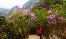 走进桃花源_450字