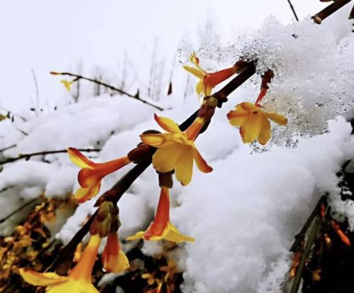 这个春天在雪地之后会很漂亮！ _650字