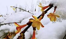 雪后的这个春天一定很美吧！_650字