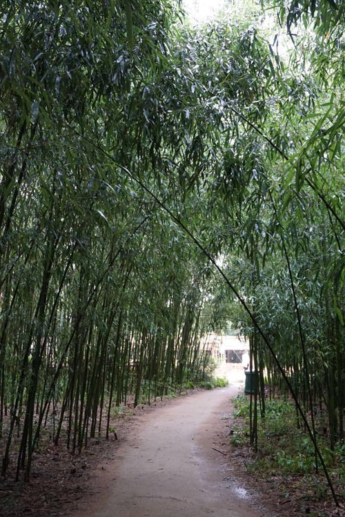 竹孔日旅行_250字