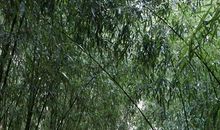 竹洞天游记_250字