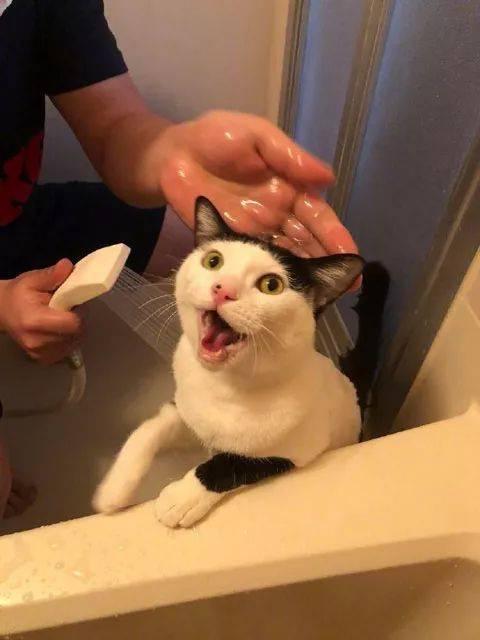 给小猫_600字