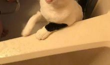 给小猫洗澡_600字