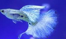 我，一只兰色的鱼_400字