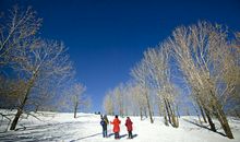 大自然交响曲_450字