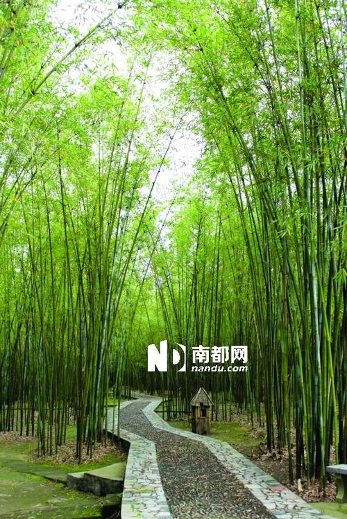 家乡竹_800字
