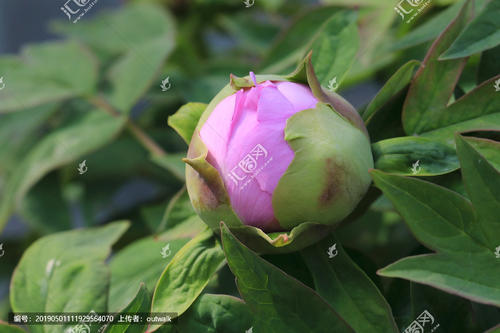 最美丽的花苞_550字
