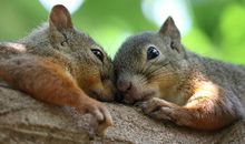 两只落水的小松鼠_350字