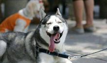 我是一只哈士奇_400字