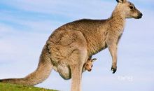 我成为了袋鼠_100字