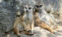 Visit Animal land_400字