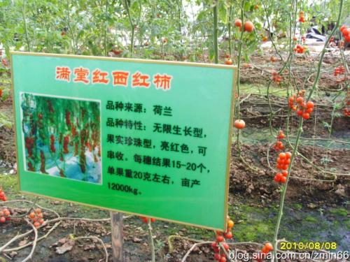 夏天见_550字