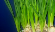 我心中的水仙花_100字