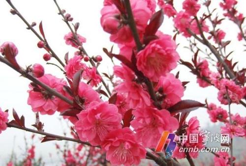 只是为了奉献桃树_550字