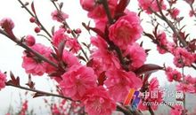 只为奉献的桃树_550字