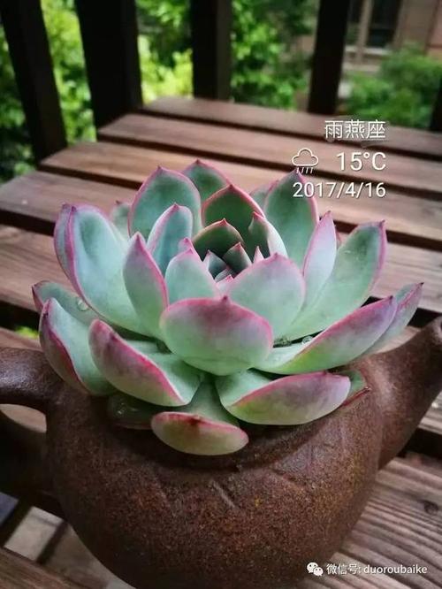 我变成了一个花盆_200字