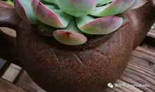 我变成了一个花盆_200字