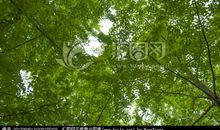 一棵银杏树_350字