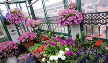 阳台上的花_550字