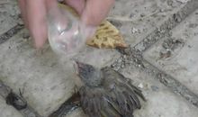 救护受伤的小鸟_450字