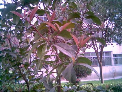 我喜欢osmanthus _600字