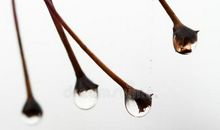 秋天的早晨_350字