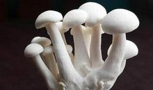 蘑菇世界的秘密_700字