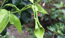 秋天梨树的叶子_500字