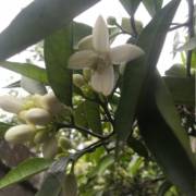 艺术委员会营_800字