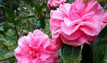 游昆明植物园_550字