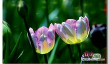 开朗的蓝郁金香_500字