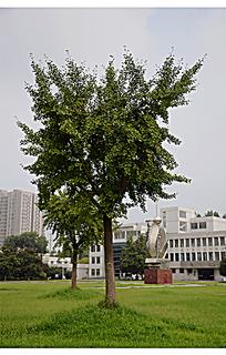 树在校园里_550字