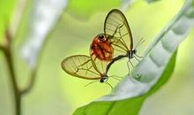 善良的蝴蝶_400字