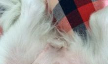 肚子上的兔子_1000字