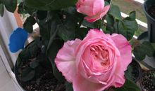 春花已榭，你却未来_700字