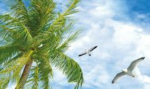 蓝天白云（3）传说的海豚湾_1500字