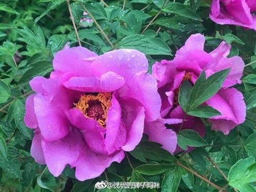 ！！雨后的花_750字
