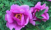 瞧！雨后的那朵花_750字