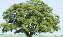 枯河边的树_600字