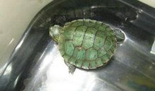 贪玩的小乌龟_150字