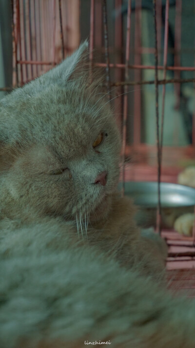 小猫梦_150字