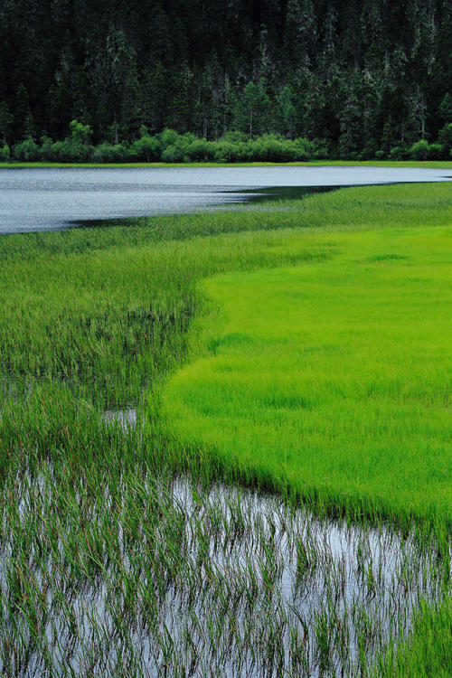 美丽的pudacuo森林公园_500字
