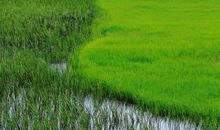 美丽的普达措森林公园_500字