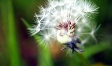 冬天的蒲公英_800字