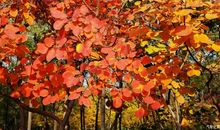 秋天的风，秋天的枫_650字