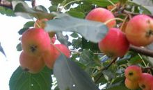 我爱家乡的沙果_750字